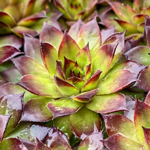 Sempervivum Cassiopea, С2 interface.art Bild 1 Sempervivum Cassiopea, С2 interface.image 1 interface.art 8266