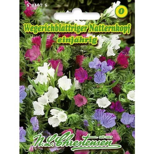 Natternkopf Wegerichblättriger interface.image 1 interface.art 96418