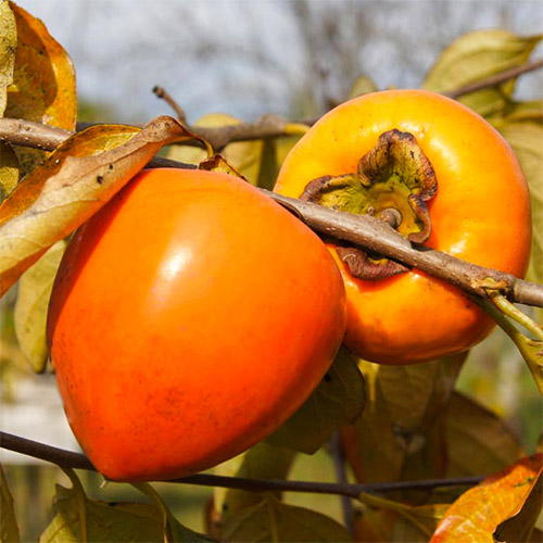 Kaki Jiro, С2 interface.image 1 interface.art 7039