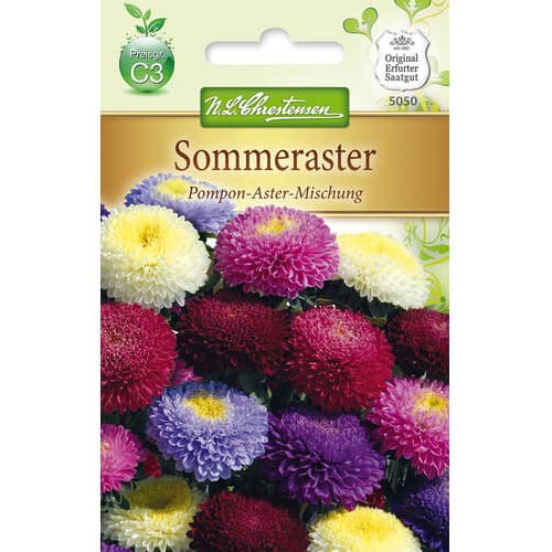 Sommeraster Pompon - Aster interface.image 1 interface.art 78893