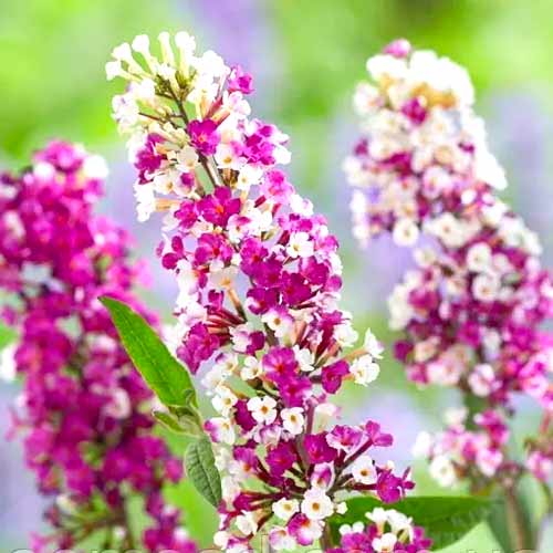 Sommerflieder (Buddleja davidii) Berries Cream interface.art Bild 1 Sommerflieder (Buddleja davidii) Berries Cream interface.image 1 interface.art 77802