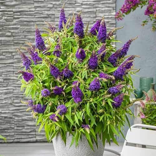 Sommerflieder (Buddleja davidii) Little Purple interface.art Bild 1 Sommerflieder (Buddleja davidii) Little Purple interface.image 1 interface.art 77803
