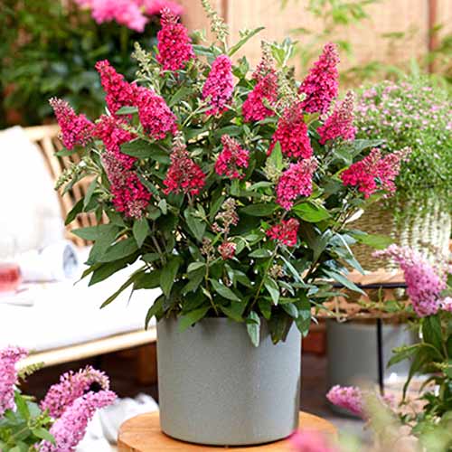 Sommerflieder (Buddleja davidii) Little Ruby interface.art Bild 1 Sommerflieder (Buddleja davidii) Little Ruby interface.image 1 interface.art 77804