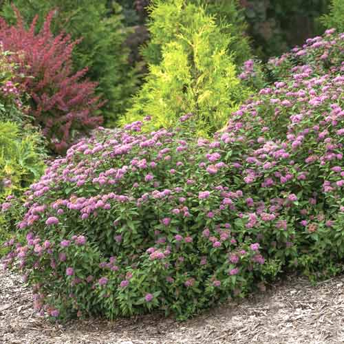 Spiere Double Play Artist ®, C3 interface.art Bild 1 Spiere Double Play Artist ®, C3 interface.image 1 interface.art 8581