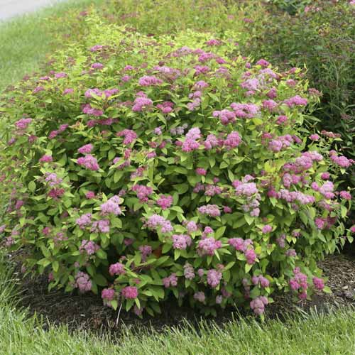 Spiere Double Play Big Bang ®, C3 interface.art Bild 1 Spiere Double Play Big Bang ®, C3 interface.image 1 interface.art 8582