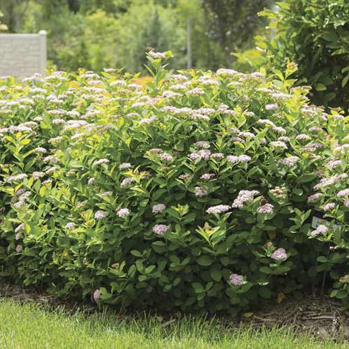 Spiere Pink Sparkler PBR, C3 interface.art Bild 1 Spiere Pink Sparkler PBR, C3 interface.image 1 interface.art 8579