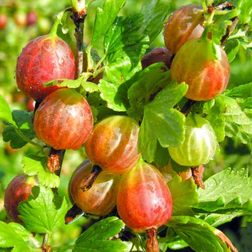 Stachelbeere Achilles interface.image 1 interface.art 5830