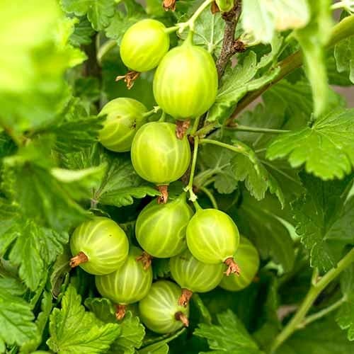 Stachelbeere Mucurines interface.image 1 interface.art 7646