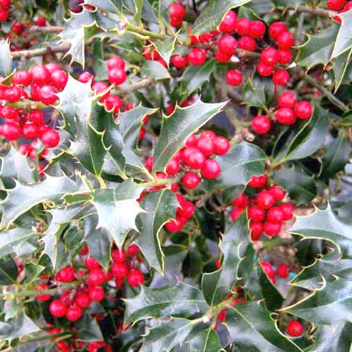 Stechpalme (Ilex) Alaska interface.art Bild 1 Stechpalme (Ilex) Alaska interface.image 1 interface.art 77806