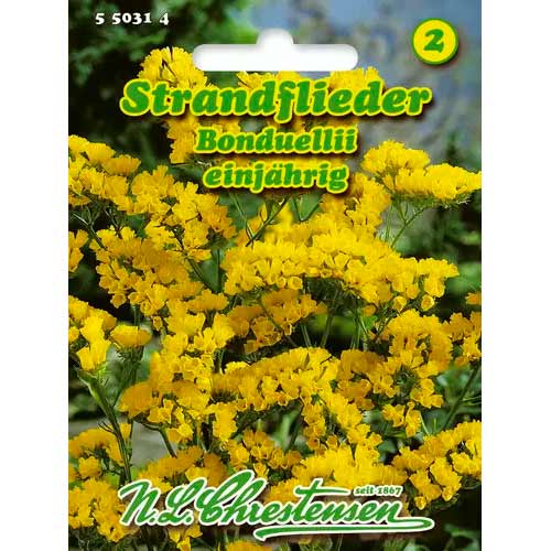 Strandflieder Bonduellii Chrestensen  interface.image 1 interface.art 50031