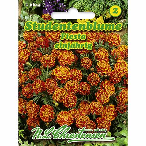 Studentenblume Fiesta interface.image 1 interface.art 86206