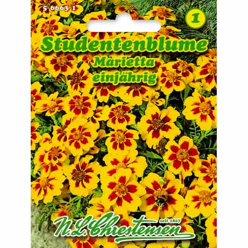 Studentenblume Marietta Chrestensen  interface.image 1 interface.art 50033