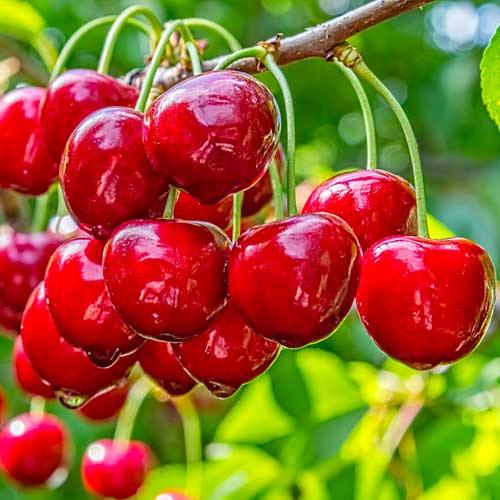 Süßkirsche Elegant Joy, С2 interface.image 1 interface.art 1628