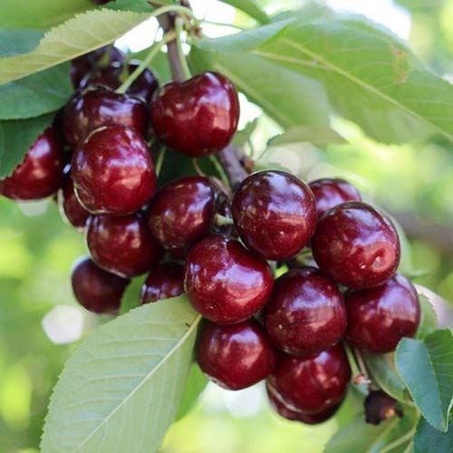 Süßkirsche Royal Helen interface.image 1 interface.art 4870