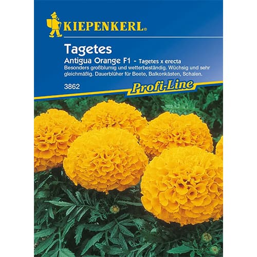 Tagetes Antigua Orange F1 interface.image 1 interface.art 86341