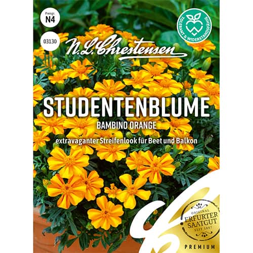 Steudentenblume Bambino Orange interface.art Bild 1 Steudentenblume Bambino Orange interface.image 1 interface.art 86200