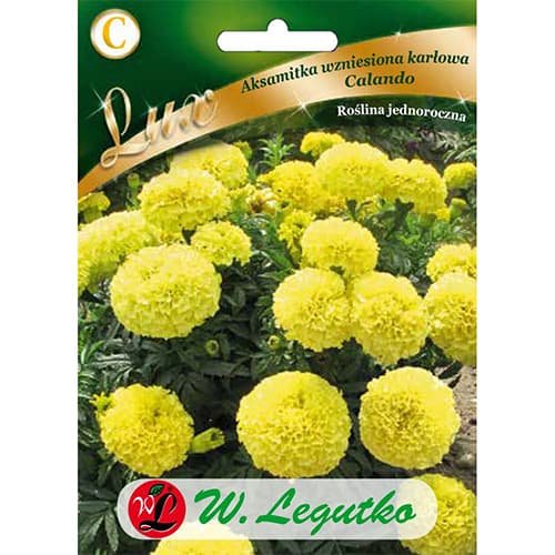 Tagetes Calando gelb interface.art Bild 1 Tagetes Calando gelb interface.image 1 interface.art 78652