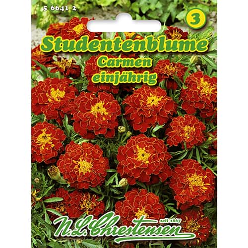 Studentenblume Carmen interface.art Bild 1 Studentenblume Carmen interface.image 1 interface.art 86204