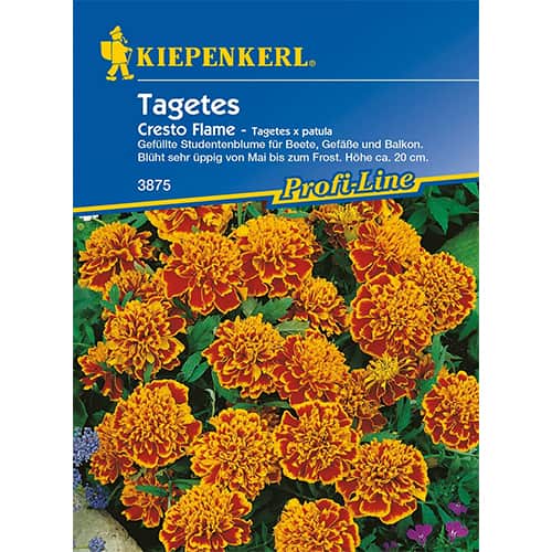 Tagetes Cresto Flame interface.image 1 interface.art 87264