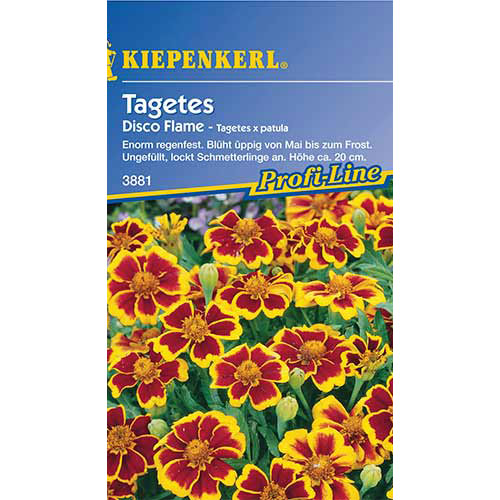 Tagetes Disco Flame interface.art Bild 1 Tagetes Disco Flame interface.image 1 interface.art 86346