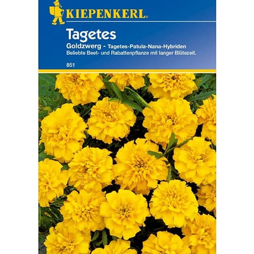 Tagetes Goldzwerg interface.image 1 interface.art 77402