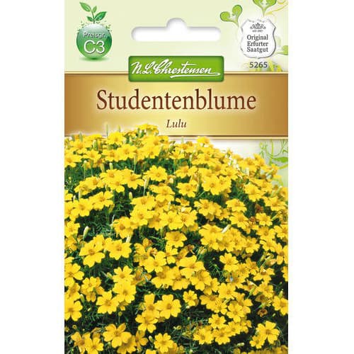 Studentenblume Lulu interface.image 1 interface.art 78940