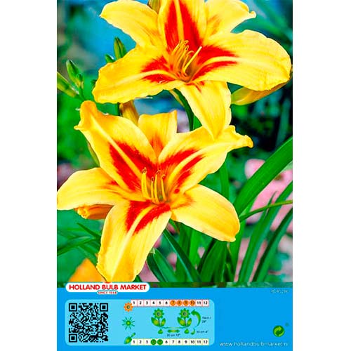 Taglilie Bonanza interface.art Bild 1 Taglilie Bonanza interface.image 1 interface.art 76454