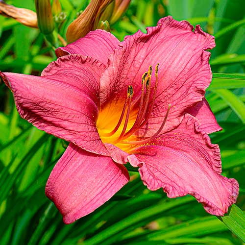 Taglilie (Hemerocallis) Dark Pink interface.art Bild 1 Taglilie (Hemerocallis) Dark Pink interface.image 1 interface.art 2049