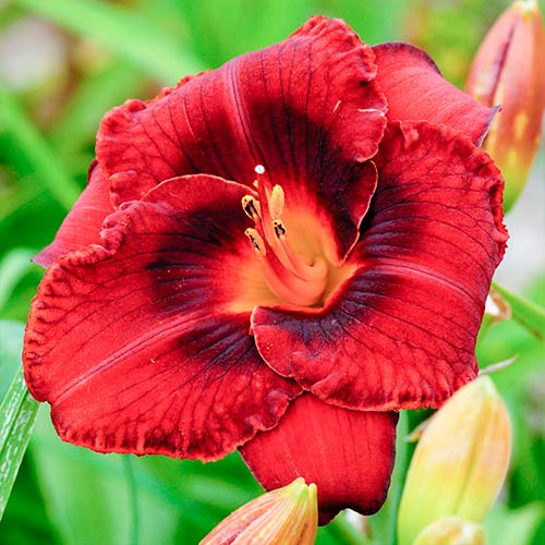 Taglilie (Hemerocallis) Dark red interface.art Bild 1 Taglilie (Hemerocallis) Dark red interface.image 1 interface.art 2047