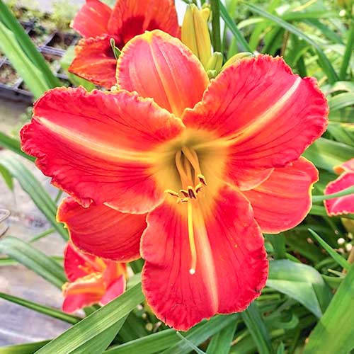 Taglilie (Hemerocallis) Orange interface.art Bild 1 Taglilie (Hemerocallis) Orange interface.image 1 interface.art 2051