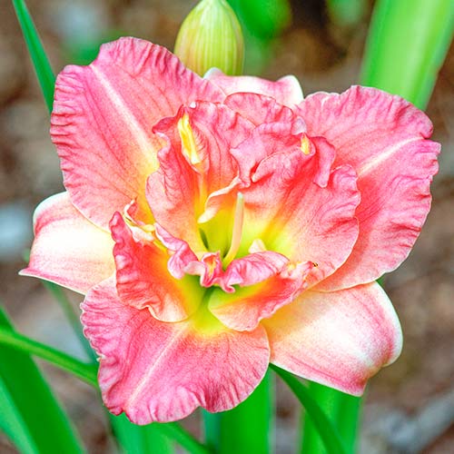 Taglilie (Hemerocallis) Pink interface.art Bild 1 Taglilie (Hemerocallis) Pink interface.image 1 interface.art 2048