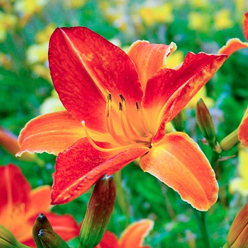 Taglilie (Hemerocallis) Red interface.art Bild 1 Taglilie (Hemerocallis) Red interface.image 1 interface.art 2046