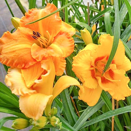 Taglilie (Hemerocallis) Yellow interface.art Bild 1 Taglilie (Hemerocallis) Yellow interface.image 1 interface.art 2050