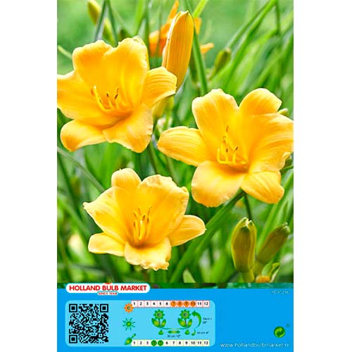 Taglilie Yellow interface.art Bild 1 Taglilie Yellow interface.image 1 interface.art 76458