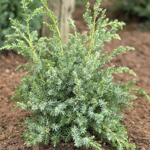 Teppichwacholder Blue Alps, C2 interface.image 1 interface.art 7745