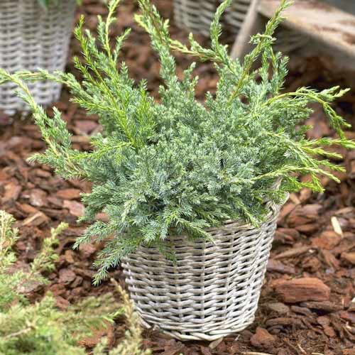 Teppichwacholder Blue Carpet, C2 interface.image 1 interface.art 7743