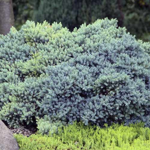 Teppichwacholder Blue Star, C2 interface.image 1 interface.art 7744