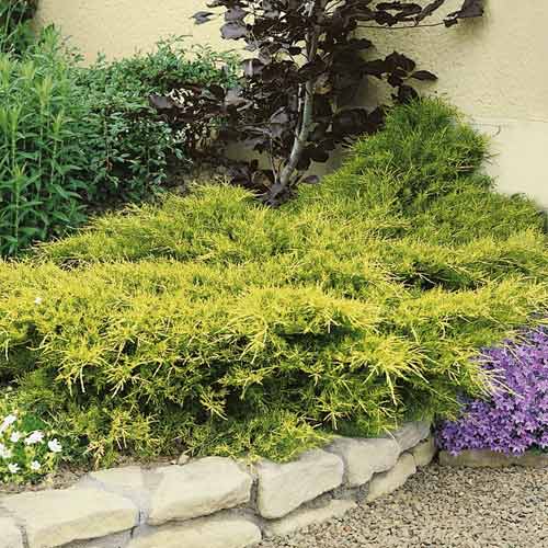 Teppichwacholder Kuriwao Gold, С3 interface.image 1 interface.art 7734