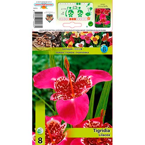 Tigerblume Lilacea interface.image 1 interface.art 70451