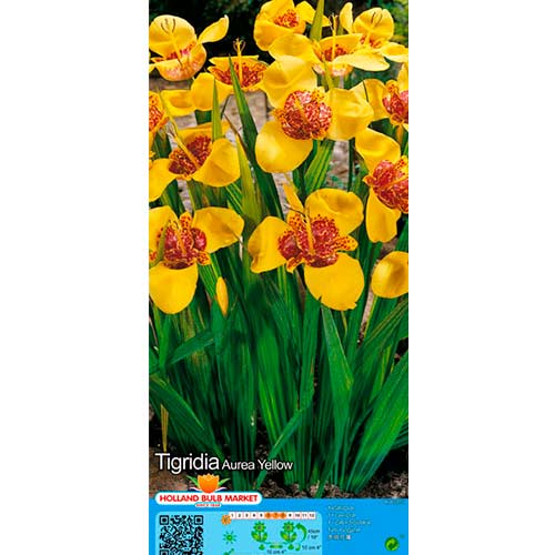 Tigerblume Yellow interface.art Bild 1 Tigerblume Yellow interface.image 1 interface.art 76505