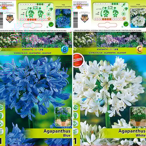 Tolles Angebot! Agapanthus, Set von 2 Sorten interface.image 1 interface.art 76516
