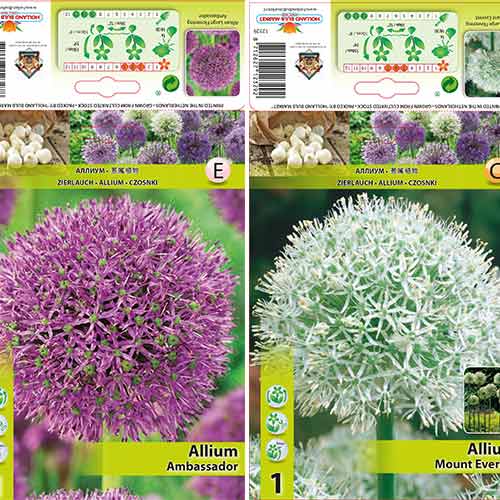 Tolles Angebot! Allium, Set von 2 Sorte interface.art Bild 1 Tolles Angebot! Allium, Set von 2 Sorte interface.image 1 interface.art 70318