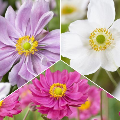 Tolles Angebot! Anemone Japonica, Set von 3 Sorten interface.image 1 interface.art 70489