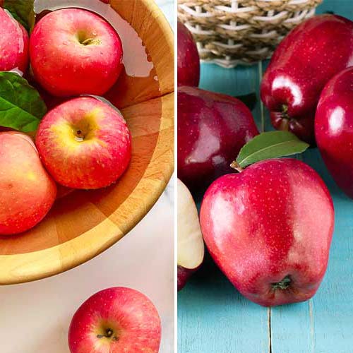 Tolles Angebot! Apfelkuchen, Set mit 2 Setzlingen interface.image 1 interface.art 5872