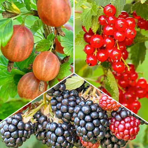 Tolles Angebot! Beeren-Multivitamin, Set mit 3 Setzlingen interface.image 1 interface.art 5848