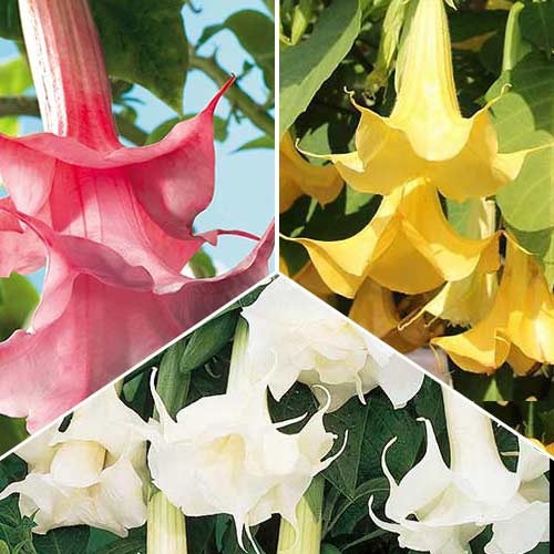 Tolles Angebot! Brugmansia Angels, Set mit 3 Setzlingen interface.art Bild 1 Tolles Angebot! Brugmansia Angels, Set mit 3 Setzlingen interface.image 1 interface.art 76658