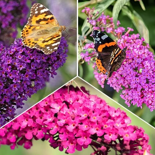 Tolles Angebot! Buddleia, Set mit 3 Setzlingen interface.image 1 interface.art 2032