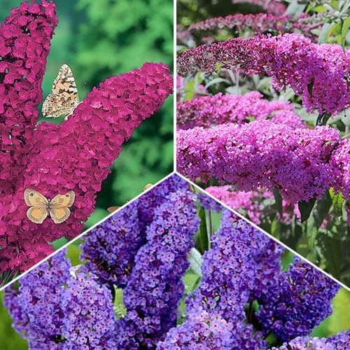 Buddleia, Set mit 3 Setzlingen interface.art Bild 1 Buddleia, Set mit 3 Setzlingen interface.image 1 interface.art 9114