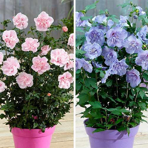 Tolles Angebot! Garteneibisch Chiffon (Hibiscus), Set mit 2 Setzlingen interface.image 1 interface.art 76661