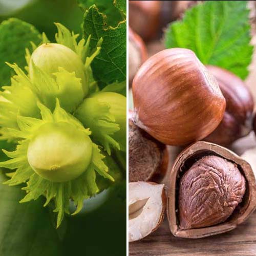 Tolles Angebot! Haselnusse Duo, Set mit 2 Setzlingen interface.image 1 interface.art 5675